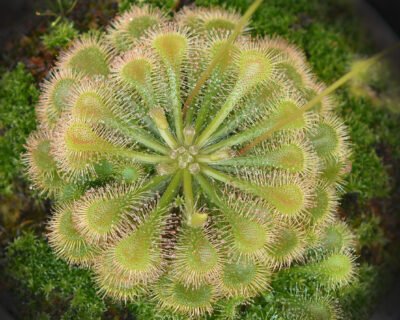 Drosera Admirabilis