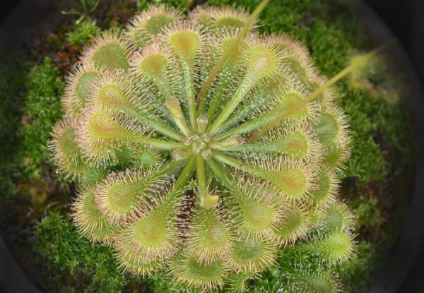 Drosera Admirabilis