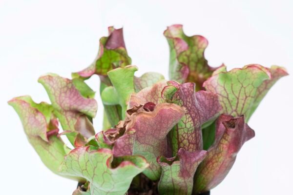 Sarracenia Purpúrea Venosa