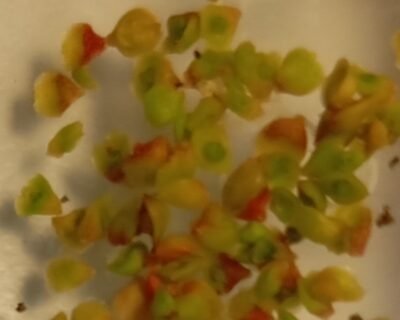 Semillas de Drosera Scorpioide