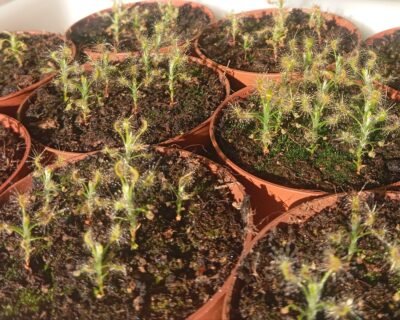 Drosera Scorpioides o Drosera Pigmea - Plantas Carnívoras en Barcelona Hippy Carnívoras House