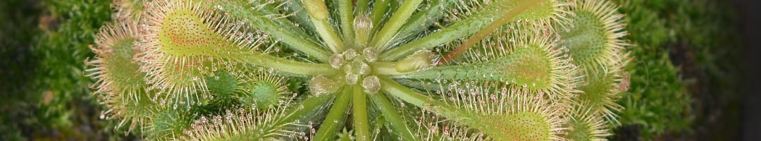 Drosera Admirabilis