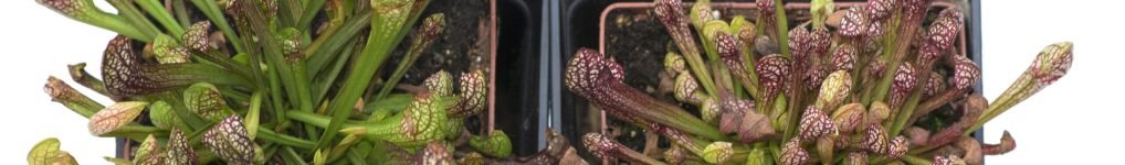 Sarracenia Scarlet Vejer