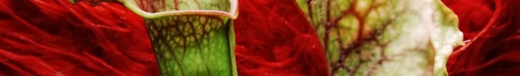 Sarracenia con tubos verdes y rojos, planta carnívora tipo jarra